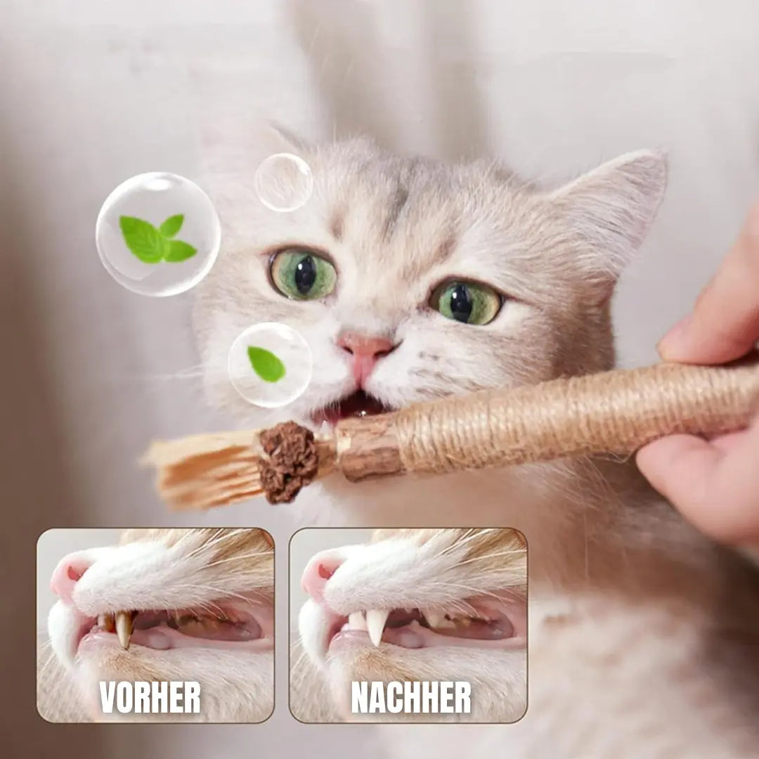 HealthyKau - Der gesunde Katzenspass-Dalson-Dalson.ch