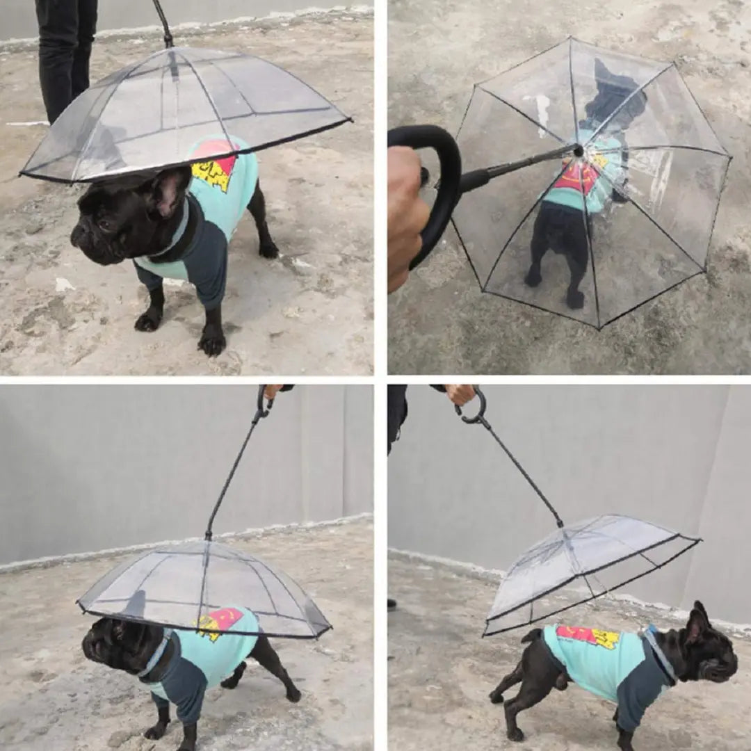 RainyDog - Der Regenschirm für Hunde-Dalson-Dalson.ch