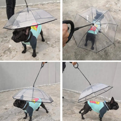 RainyDog - Der Regenschirm für Hunde-Dalson-Dalson.ch