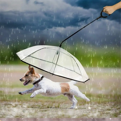 RainyDog - Der Regenschirm für Hunde-Dalson-Dalson.ch