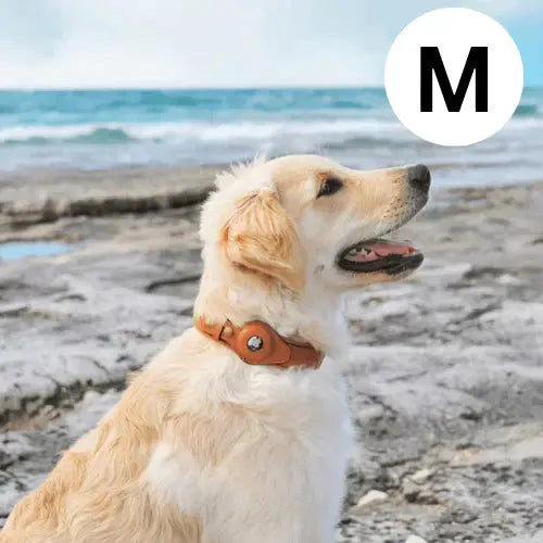 AirTrack Hundehalsband - Weltweit ohne Abonnement!-0-Dalson-Dalson.ch