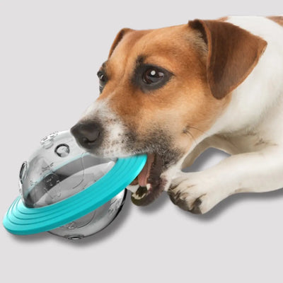 DogPlanet - Die Beschäftigung mit Spassfaktor-Dalson-Dalson.ch