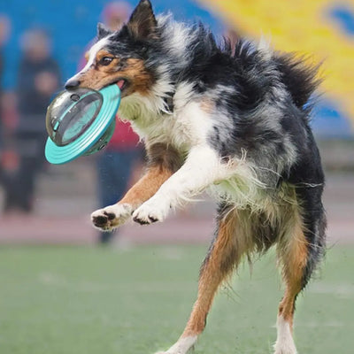 DogPlanet - Die Beschäftigung mit Spassfaktor-Dalson-Dalson.ch