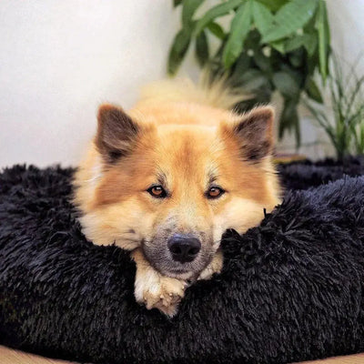 WolkySleep - Für einen gesunden Schlaf-Dalson-Schwarz-S - 55cm-Dalson.ch