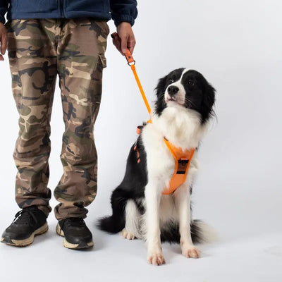 AnyDog - Premium Hundegeschirr-Dalson-Dalson.ch