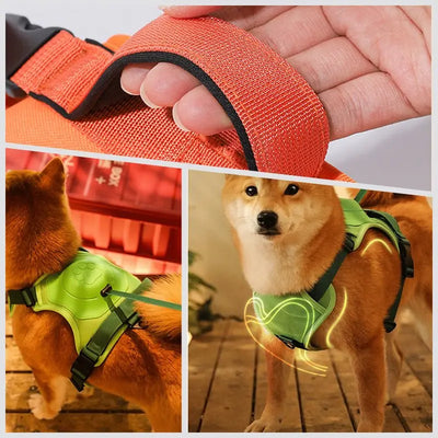 AnyDog - Premium Hundegeschirr-Dalson-Dalson.ch