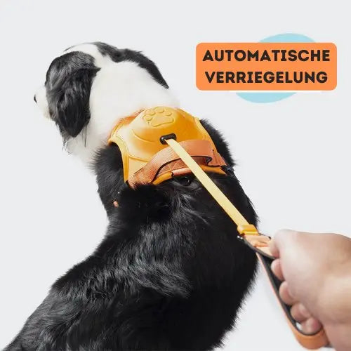 AnyDog - Premium Hundegeschirr-Dalson-Dalson.ch