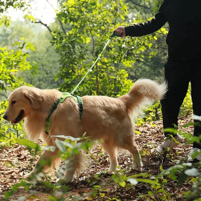 AnyDog - Premium Hundegeschirr-Dalson-Dalson.ch